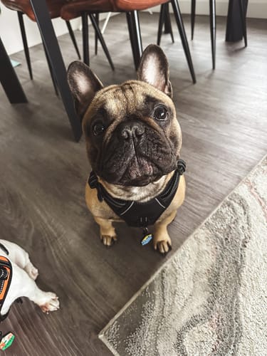 Customer photo review of No Pull Harness