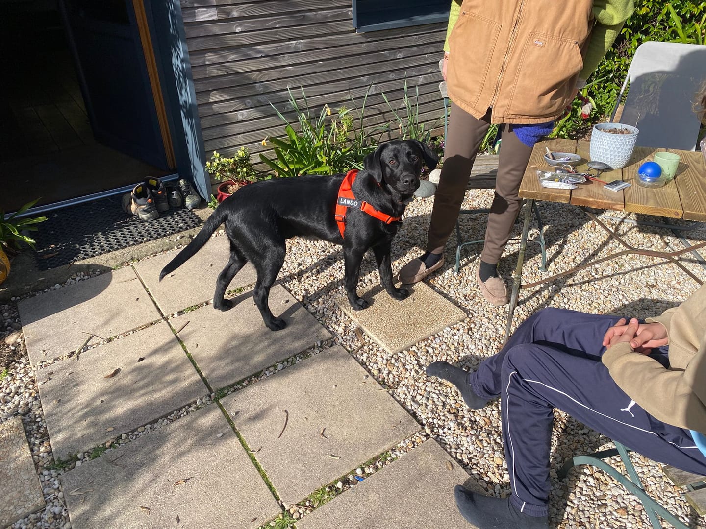 Customer photo review of The Good Dog Harness