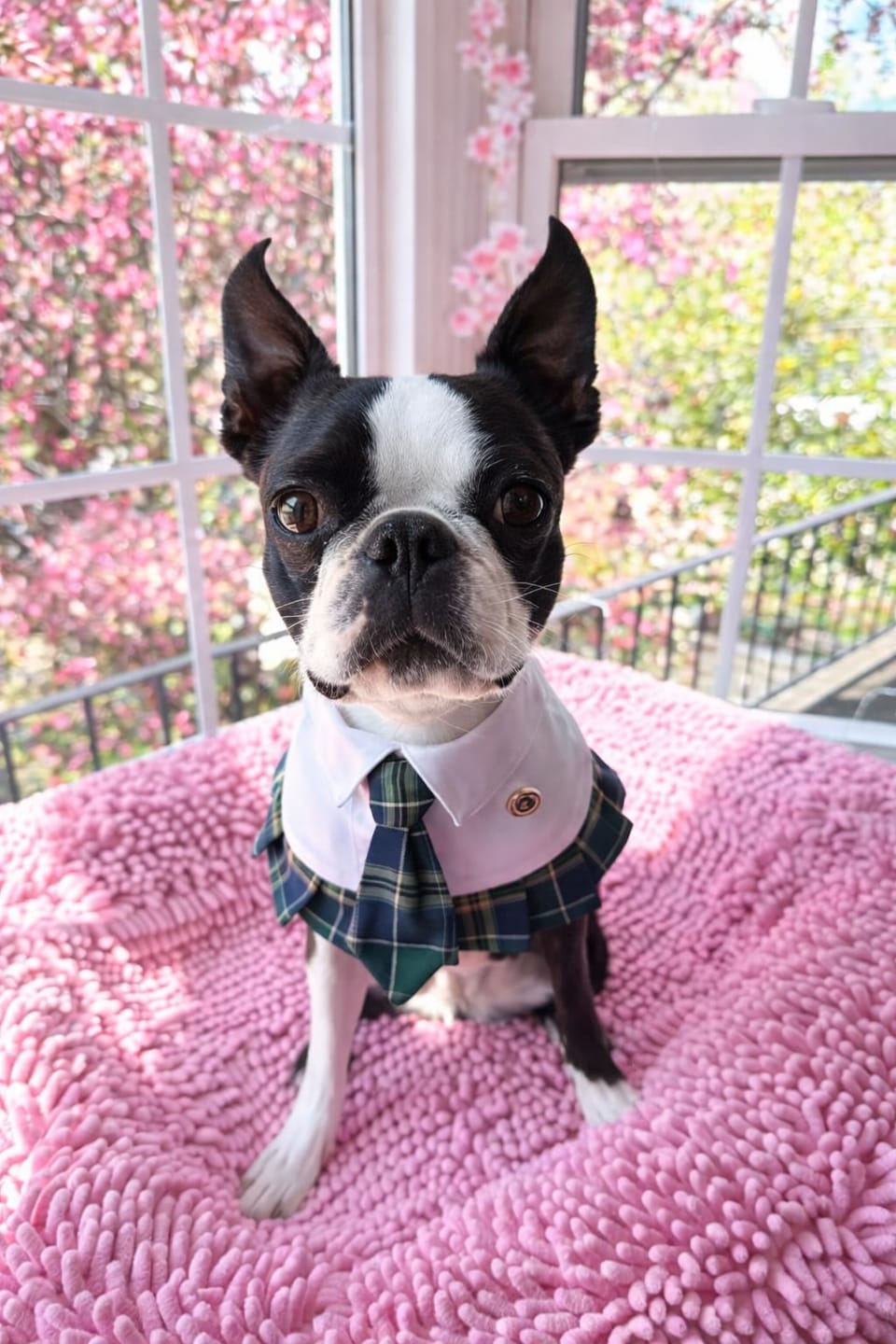 Customer photo review of Emma – Schoolgirl Dog Outfit | Adorable Pet Uniform
