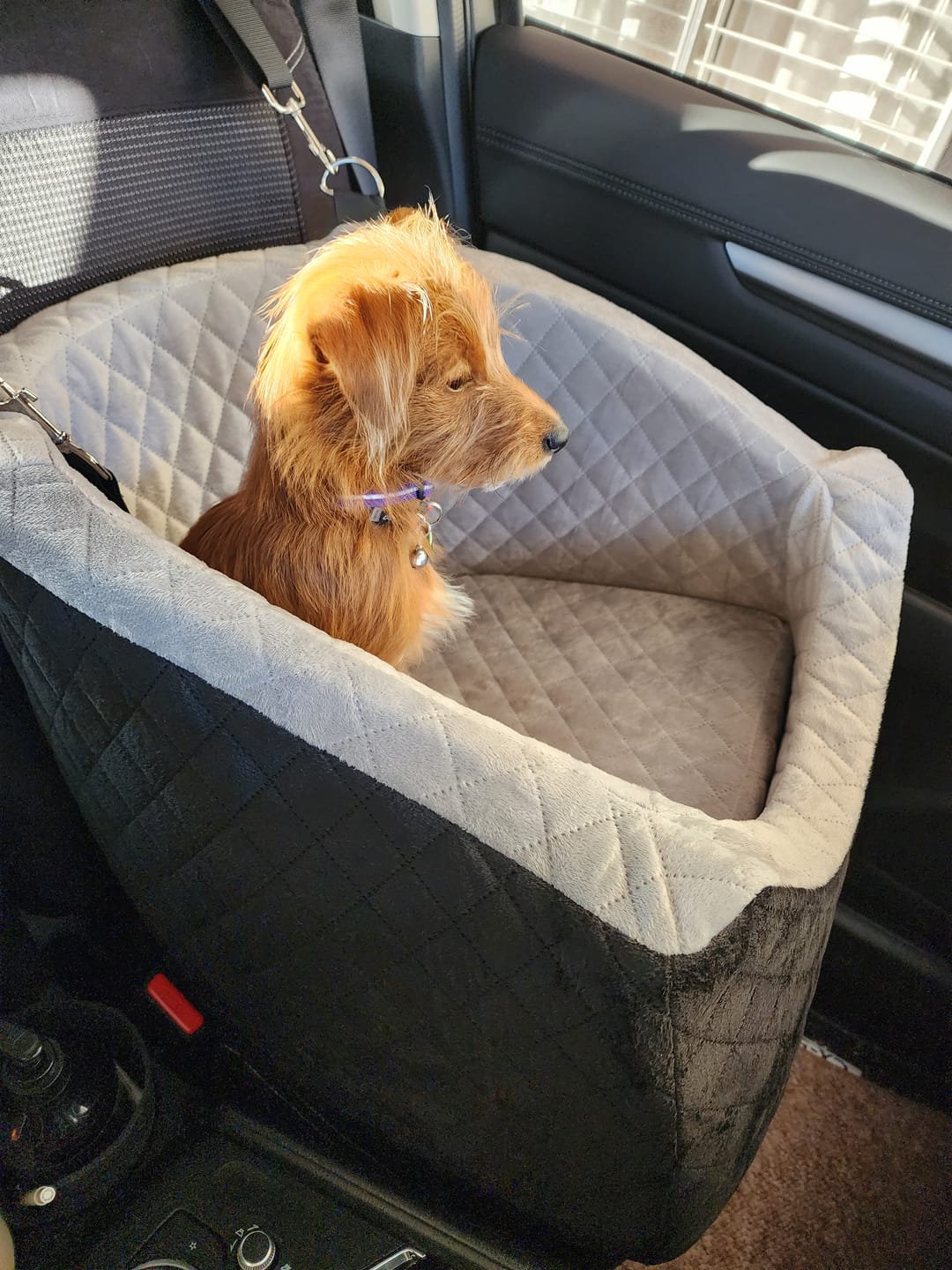 Customer photo review of Dog Car Booster Seat