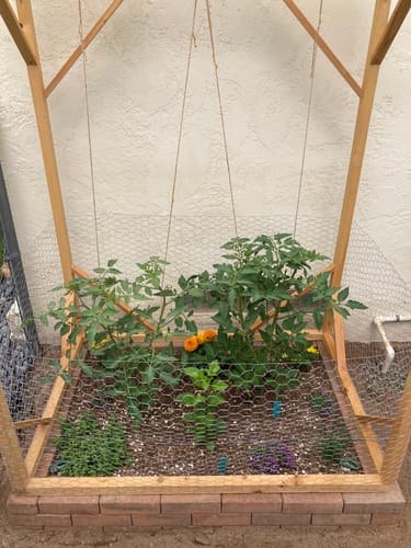 Customer photo review of BioVast Potting Soil (Water Only Mix)