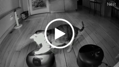 Customer photo review of Furdear Europa E1 Refrigerated Wet Food Feeder