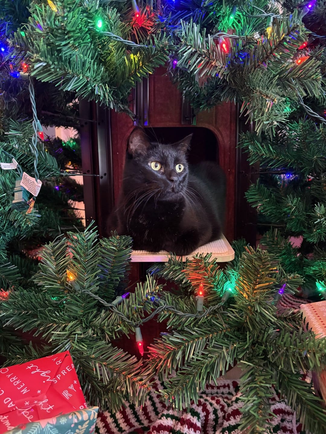 Customer photo review of Cat Christmas Tree - Sep 2026