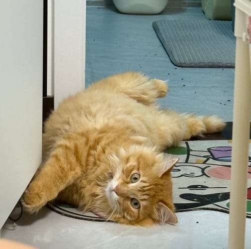 Customer photo review of Furdear Europa E1 Refrigerated Wet Food Feeder