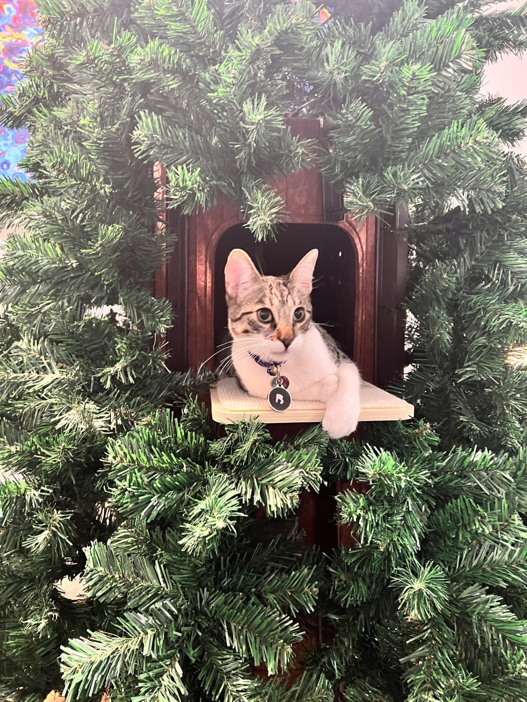Customer photo review of Cat Christmas Tree - Sep 2026