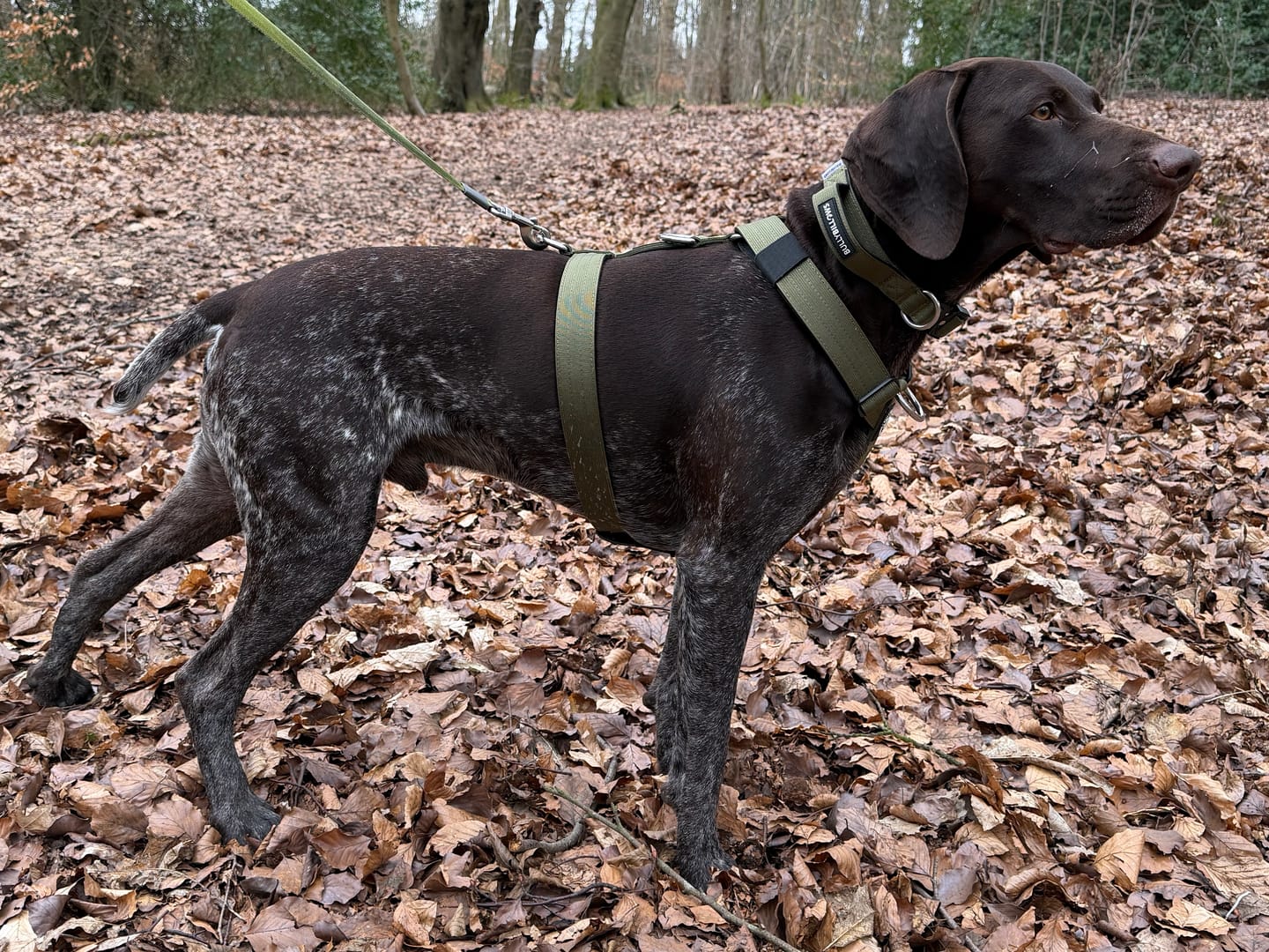 Customer photo review of 2.5cm Combat® Collar | With Handle & Rated Clip - Khaki