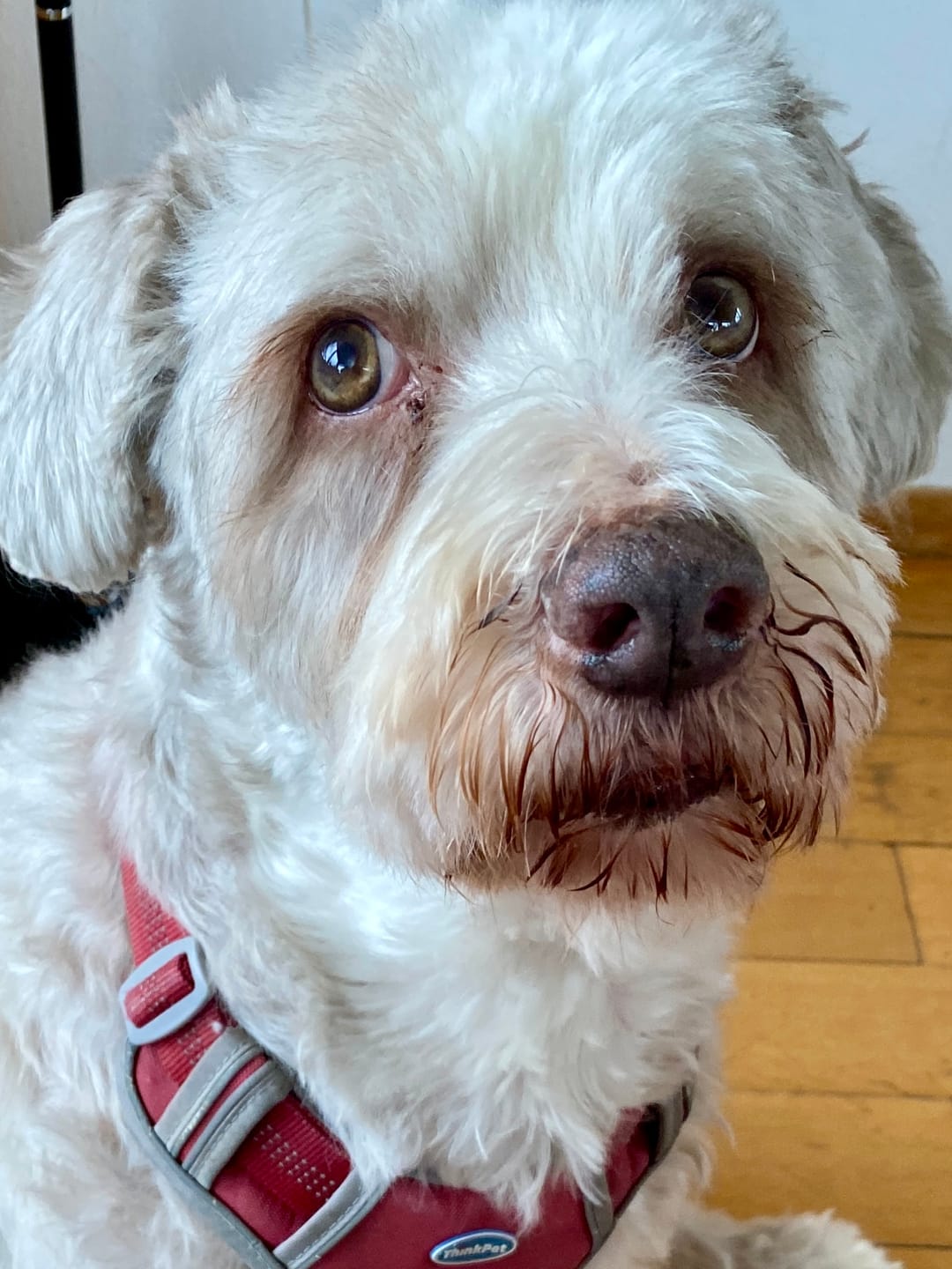 Customer photo review of 10% CBD Tropfen für Hunde