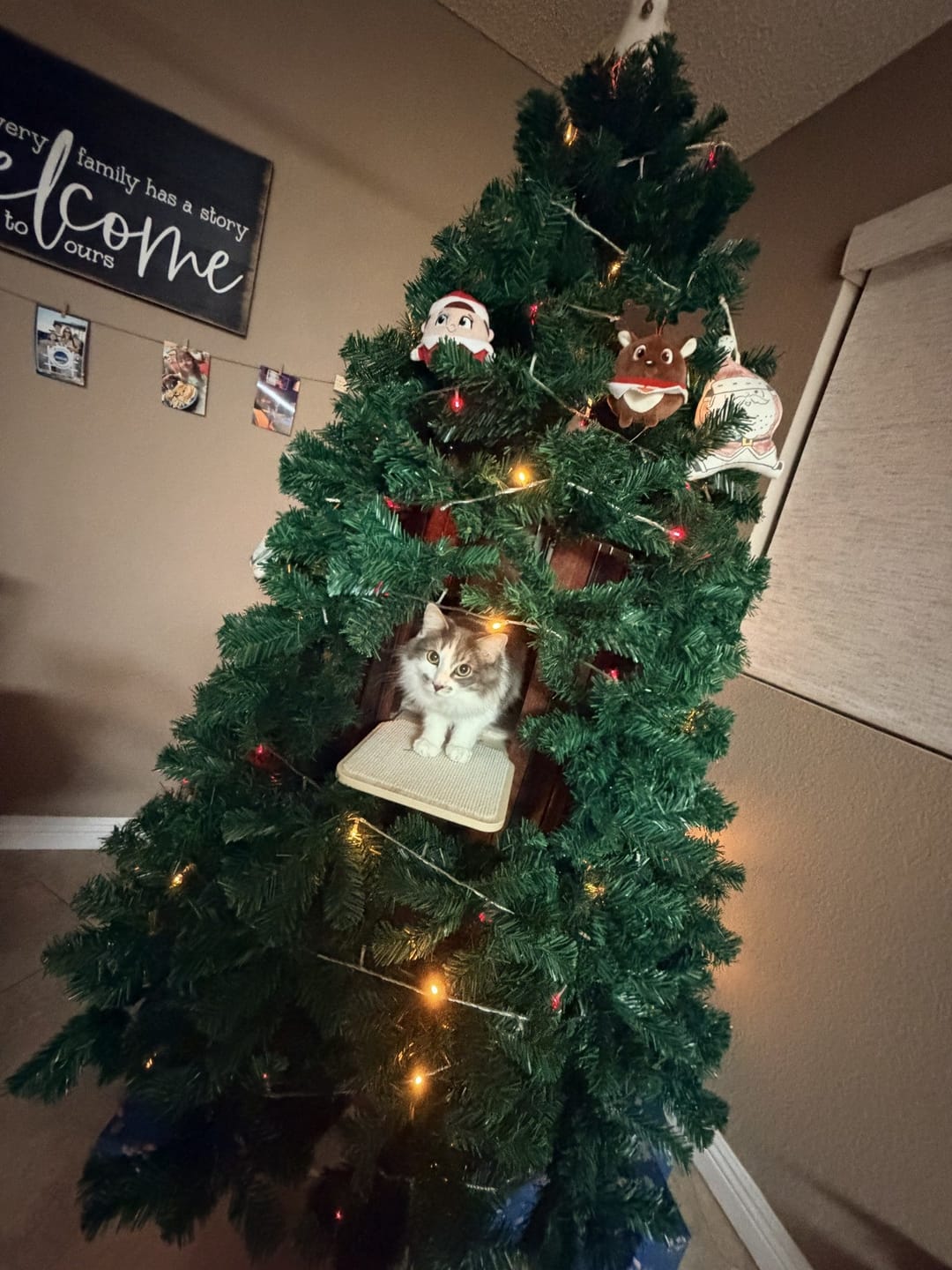 Customer photo review of Cat Christmas Tree - Sep 2026