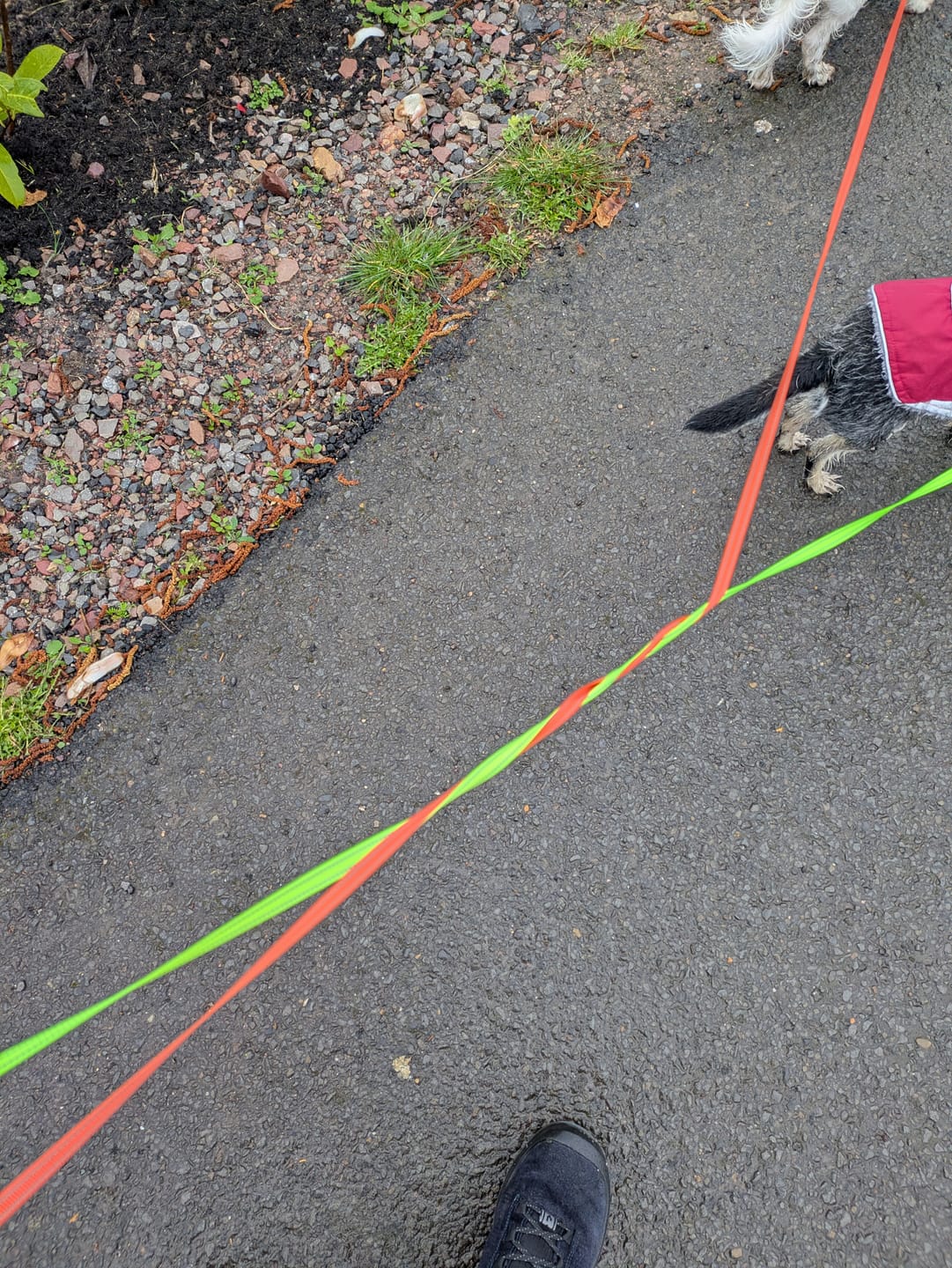 Customer photo review of TangleFree Duo™️ Retractable Double Dog Leash for small medium dogs