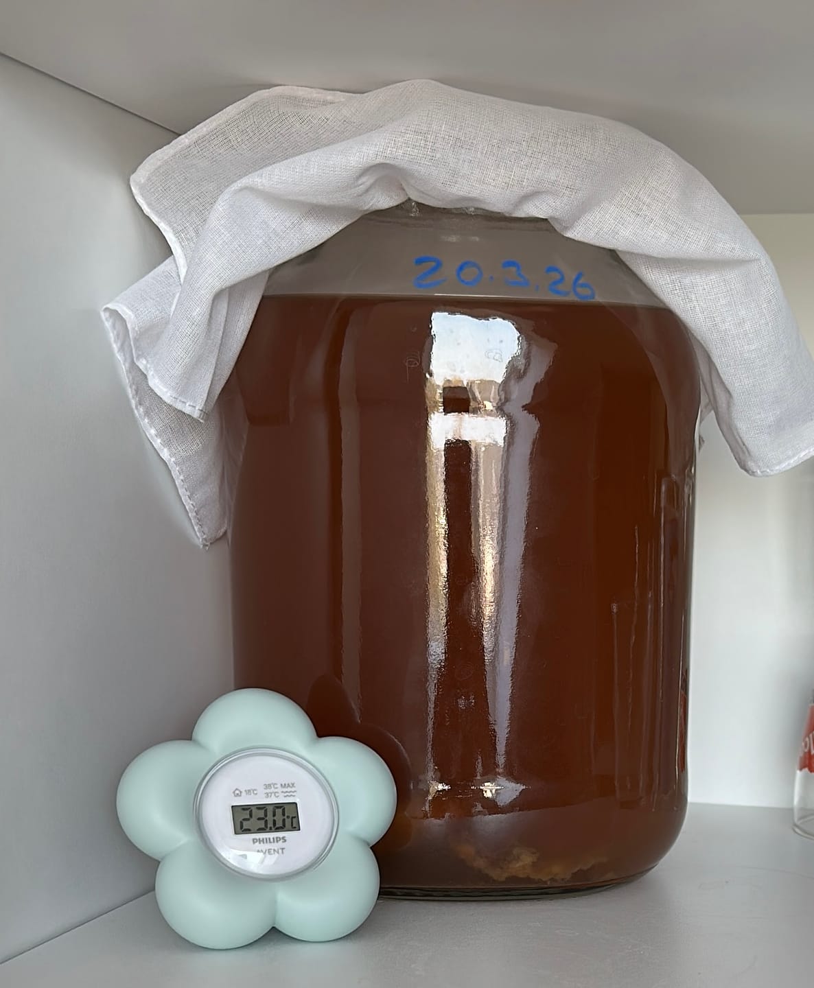 Customer photo review of BIO Kombucha Starter-Set