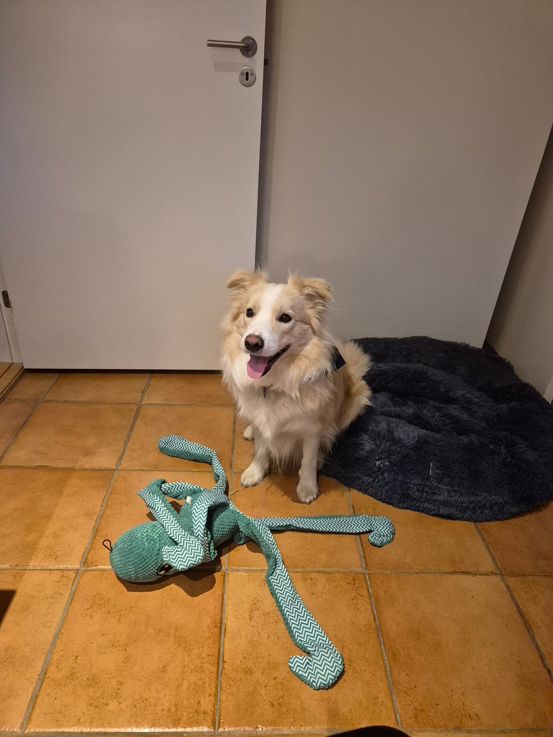 Customer photo review of Fluffy Donut Hundeseng, antracit grå