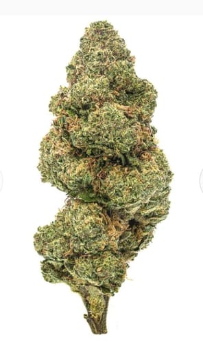Customer photo review of Blueberry Muffins - Bulk - Indica