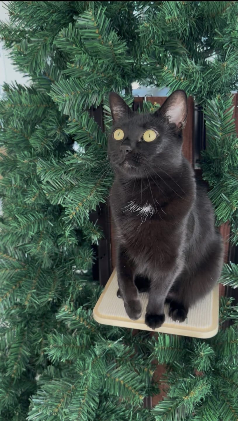 Customer photo review of Cat Christmas Tree - Sep 2026