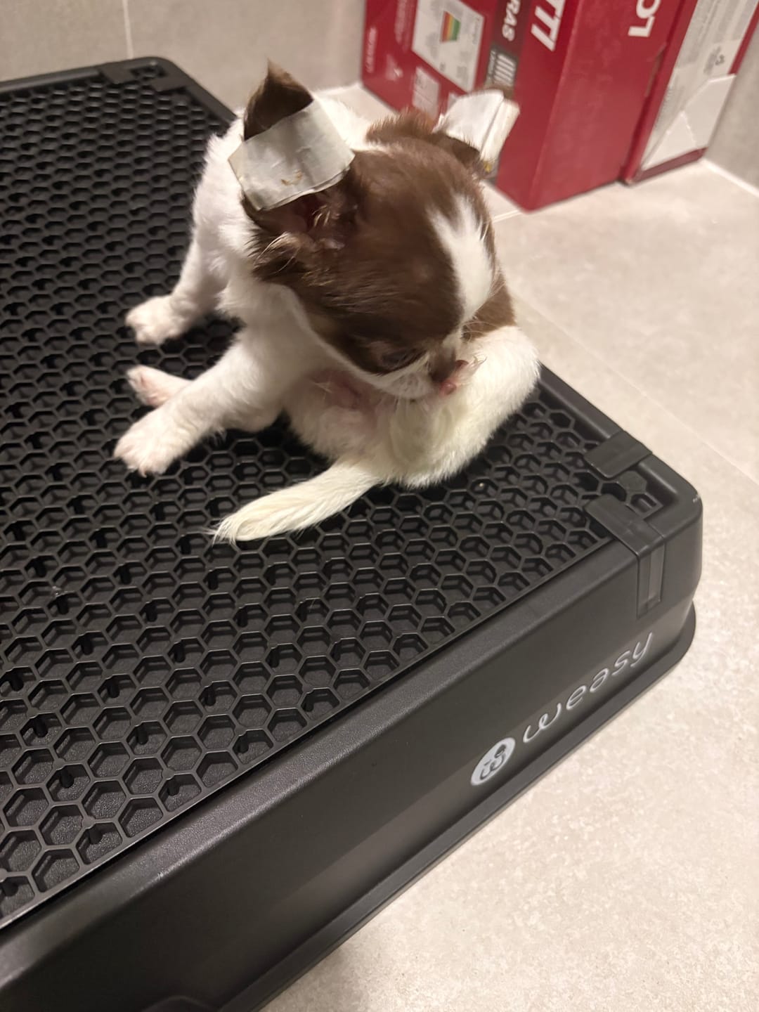 Customer photo review of Weasy Cão | Banheiro inteligente para cachorro