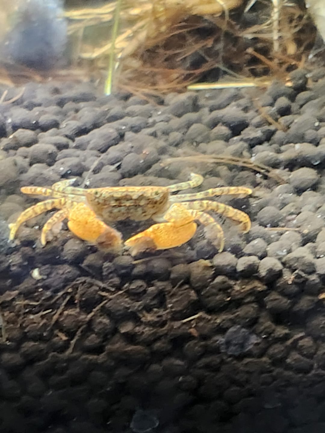 Customer photo review of Freshwater Pom Pom Crab (Ptychognathus barbatus)