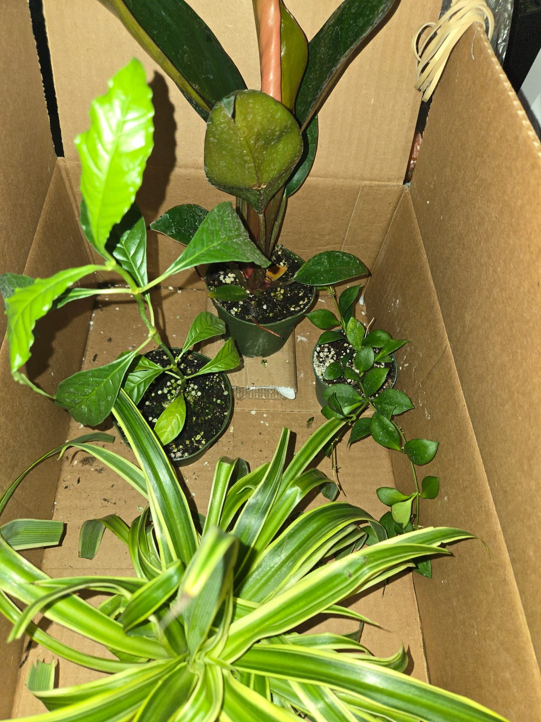 Customer photo review of Hoya heuschkeliana