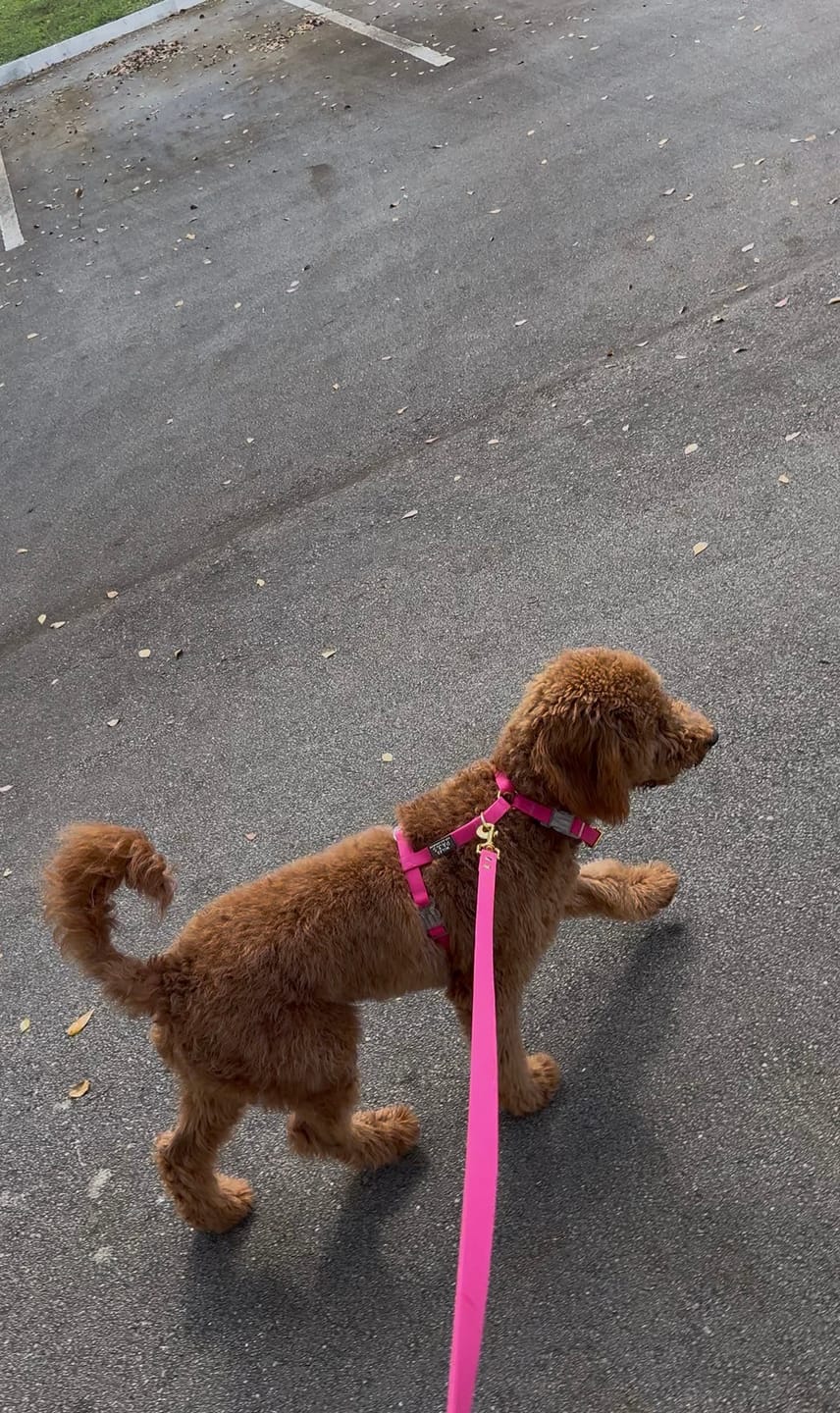 Customer photo review of Waterproof Harness