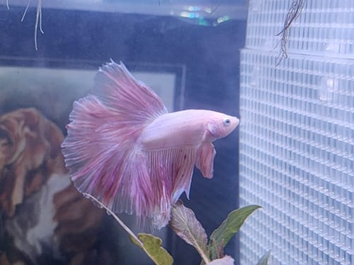 Customer's Pink Halfmoon Female Betta fish swimming in an aquarium, showing its large, flowing pastel pink tail.