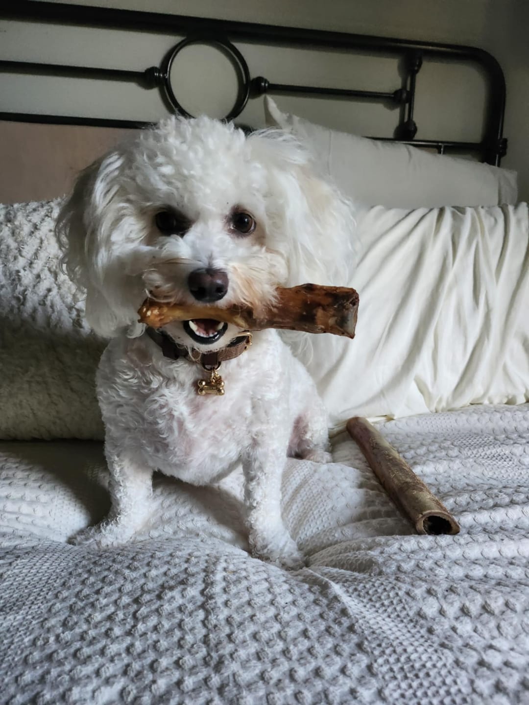 Customer photo review of Ostrich Foot Bone (7" x 3.5"): The Flavorful & Long-Lasting Chew for Small to Medium Dogs