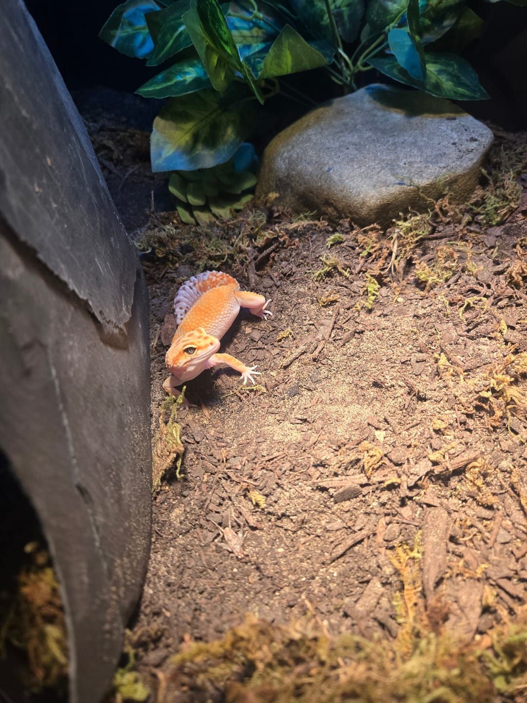 Customer photo review of Female Mandarin Inferno Bold W&Y 100% het Tremper Albino (slight back bump / curve tail tip; does not effect gecko)