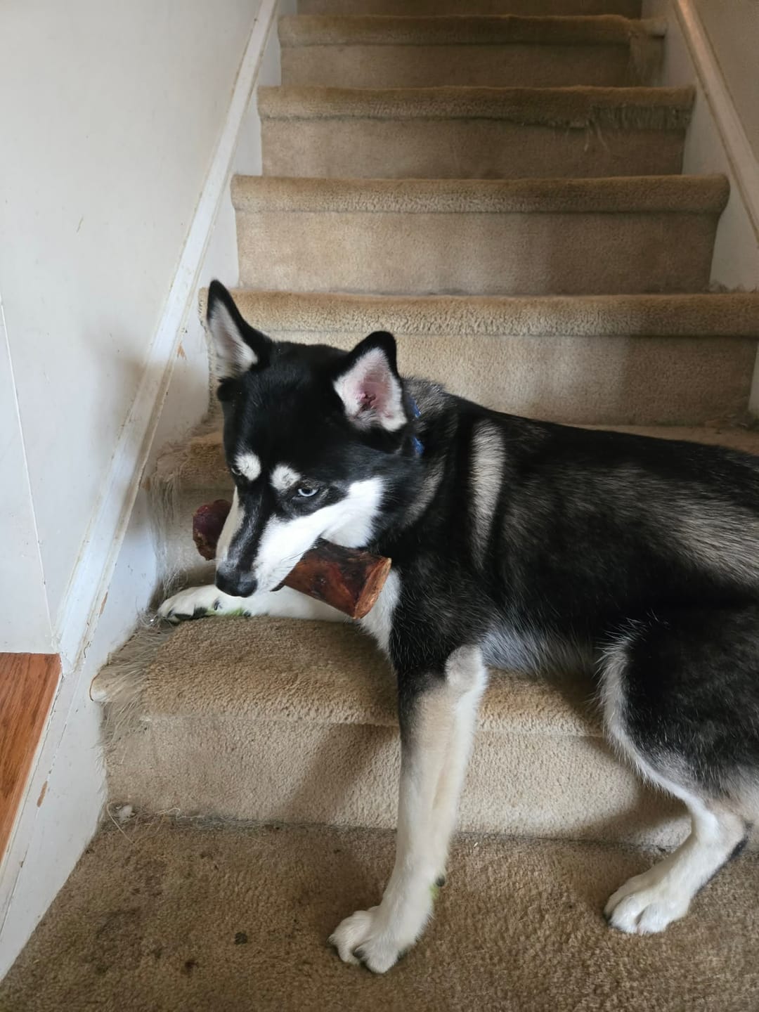 Customer photo review of Large Dog Black Friday Bundle II (4x 5oz Jerky Bags + 4x LARGE Smoked Marrow Bones)