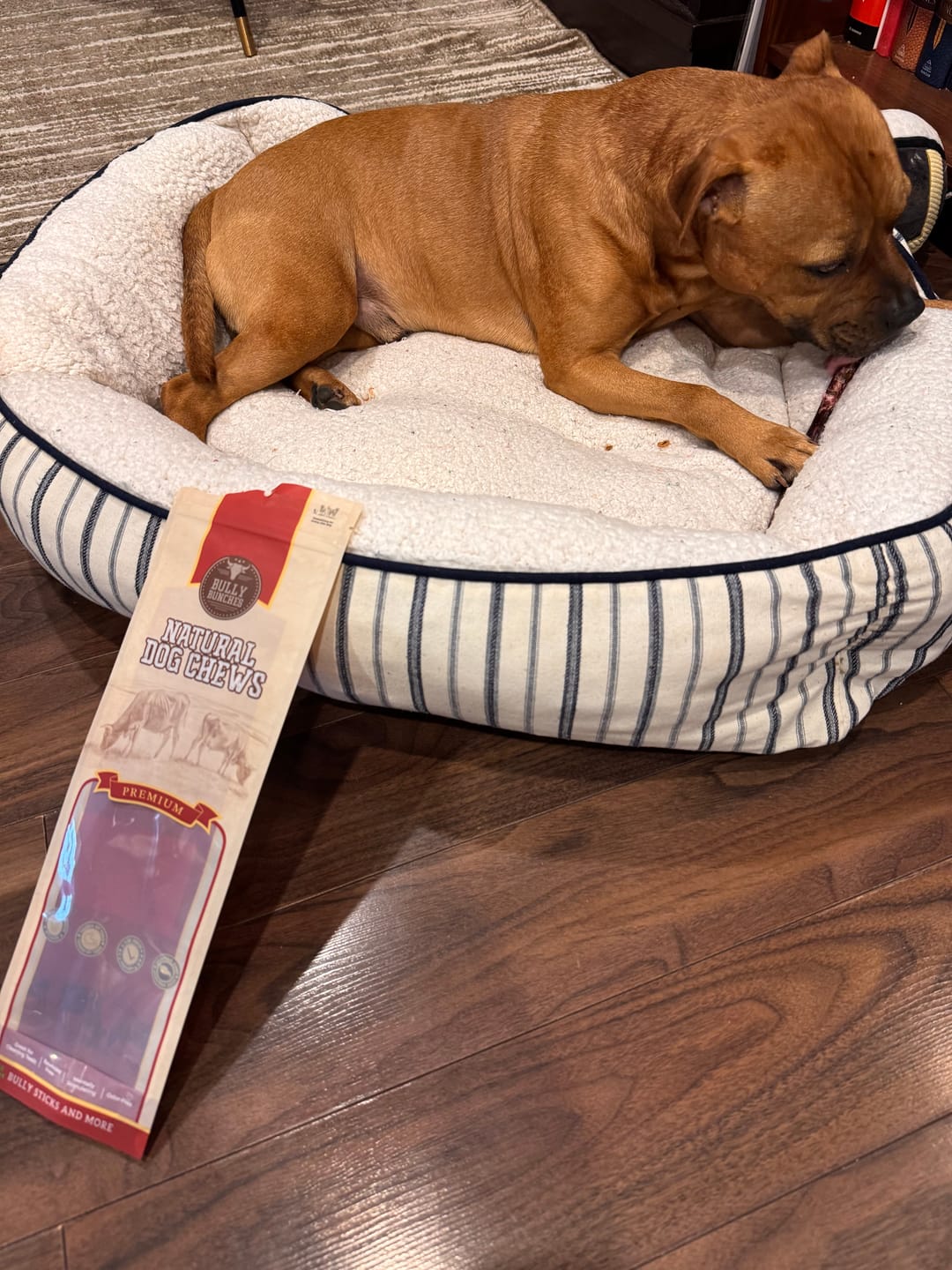 Customer photo review of 10-12 Inch Champion Chew