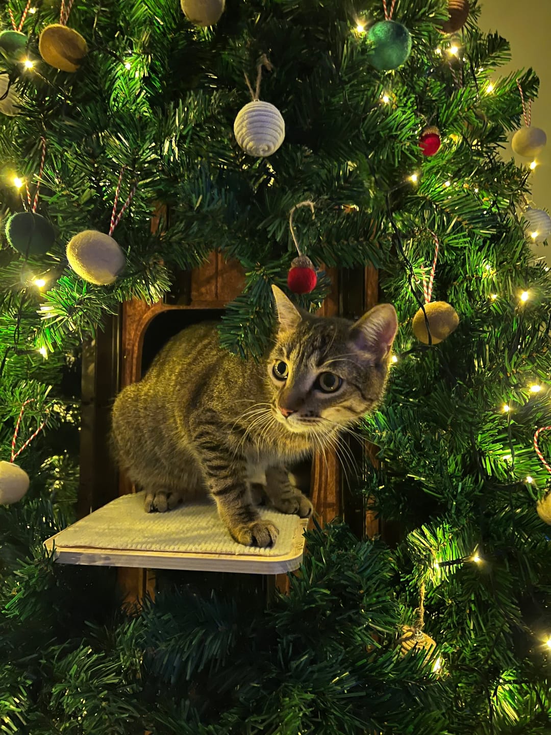 Customer photo review of Cat Christmas Tree - Sep 2026