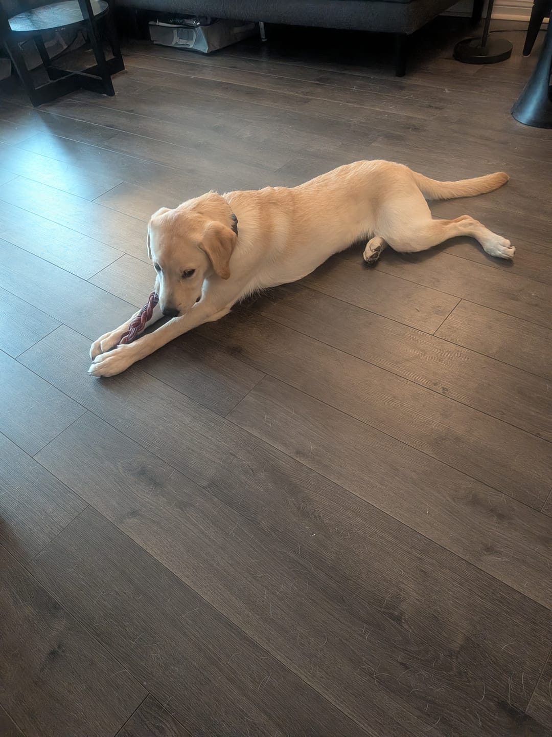 Customer photo review of 12 Inch Beef Jerky Stick