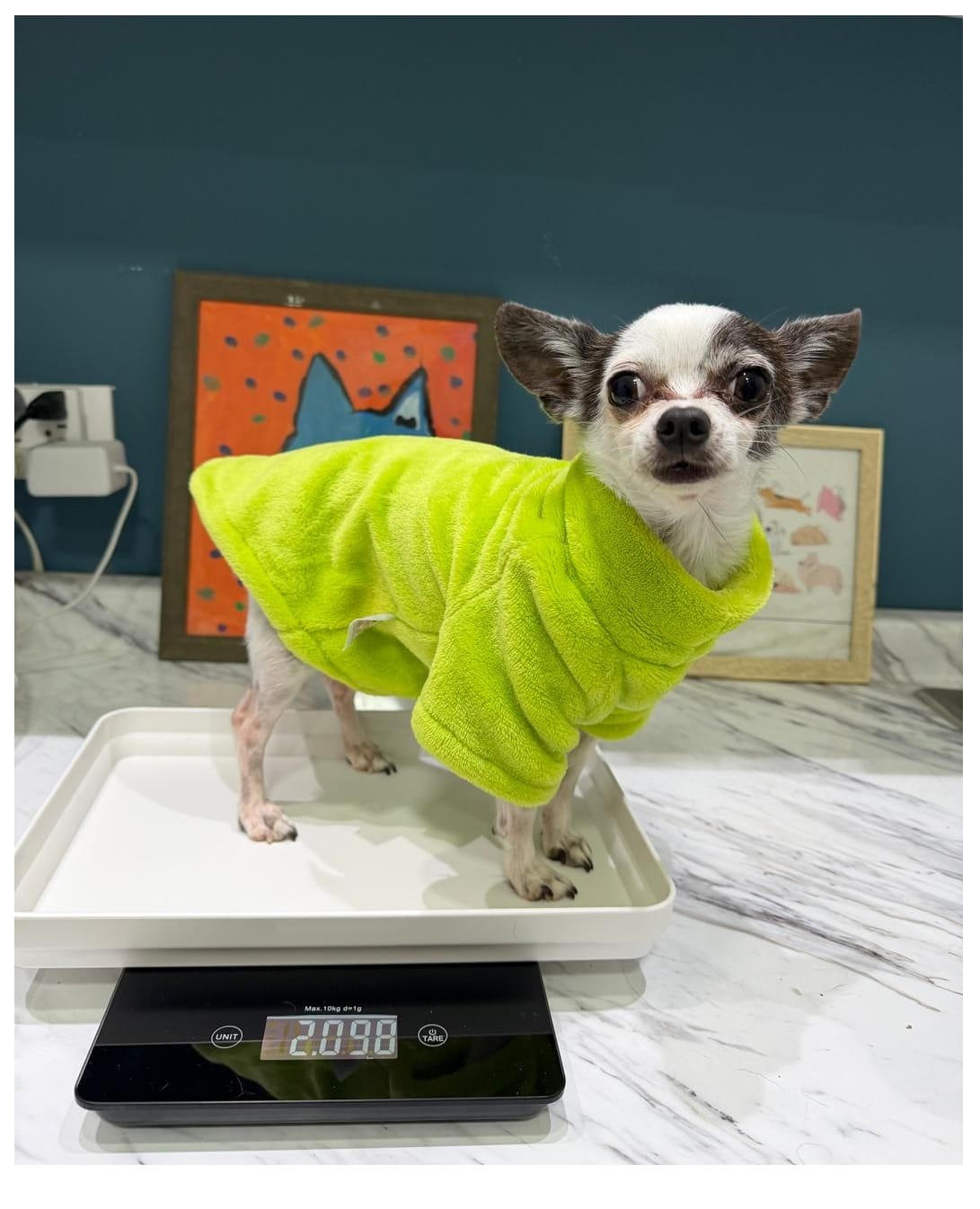 Customer photo review of Báscula veterinaria digital inalambrica para perros o gatos de 10 kg con función Tara | Alta precisión K43PRO | Marca Hergom Vet