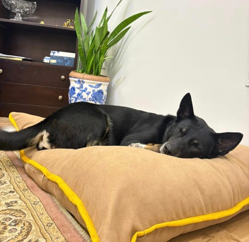 Customer photo review of Rony- Medium Pets Cushion