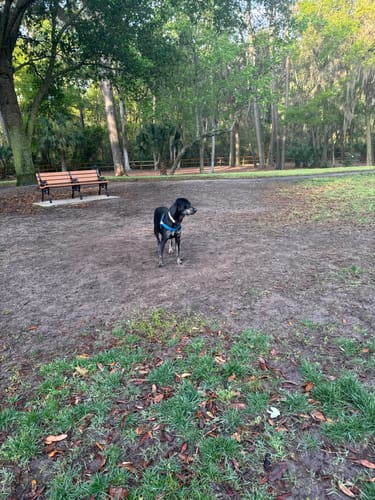 Customer photo review of Ultimate Digestion