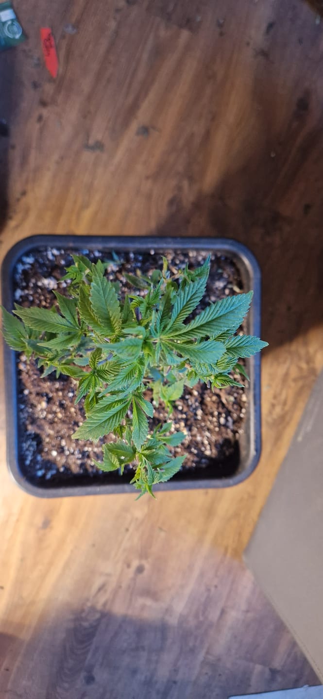 Customer photo review of Hanfstecklinge | Gorilla Zkittlez