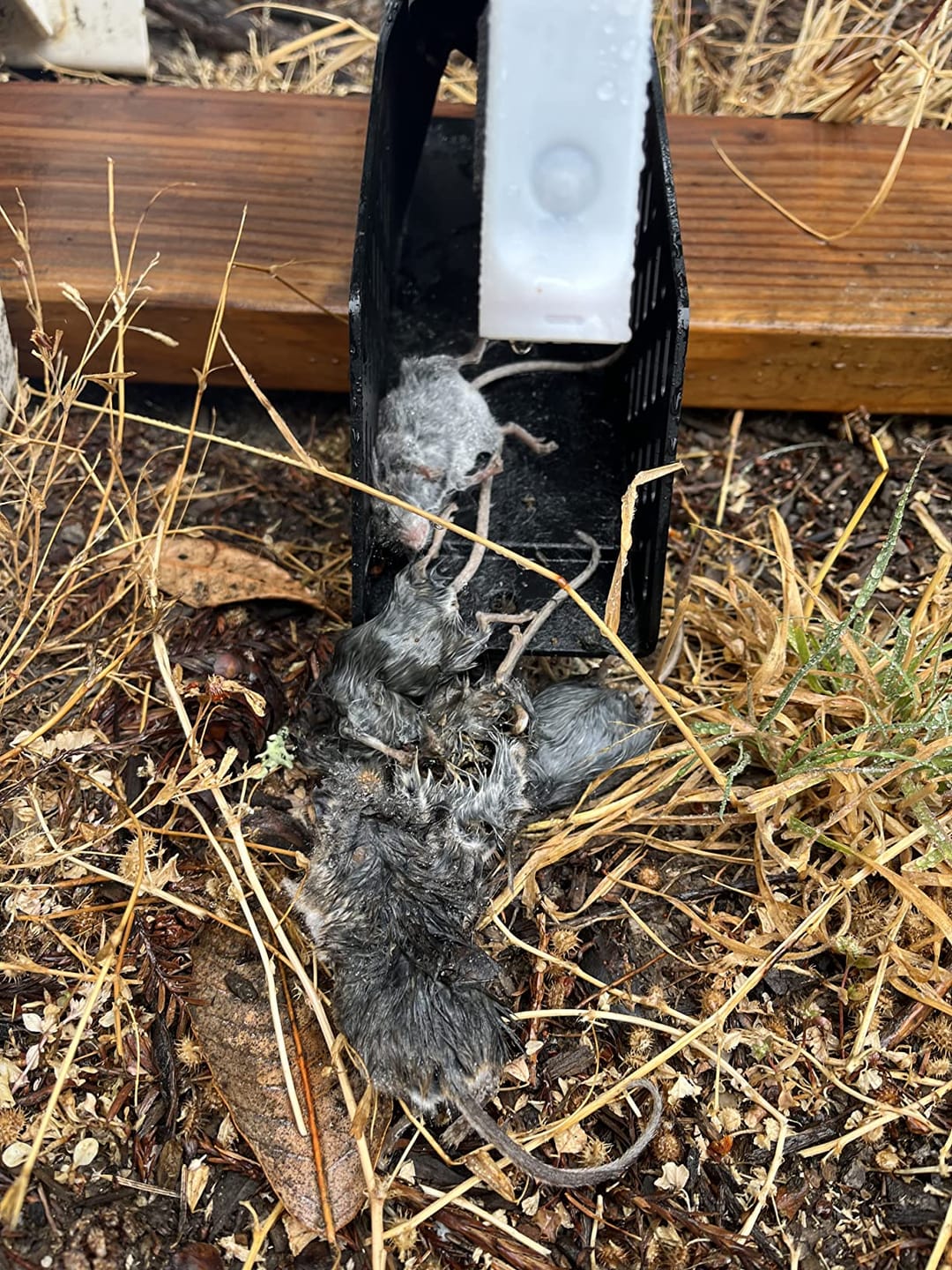 Customer photo review of A24 Trap Kit With Digital Strike Counter