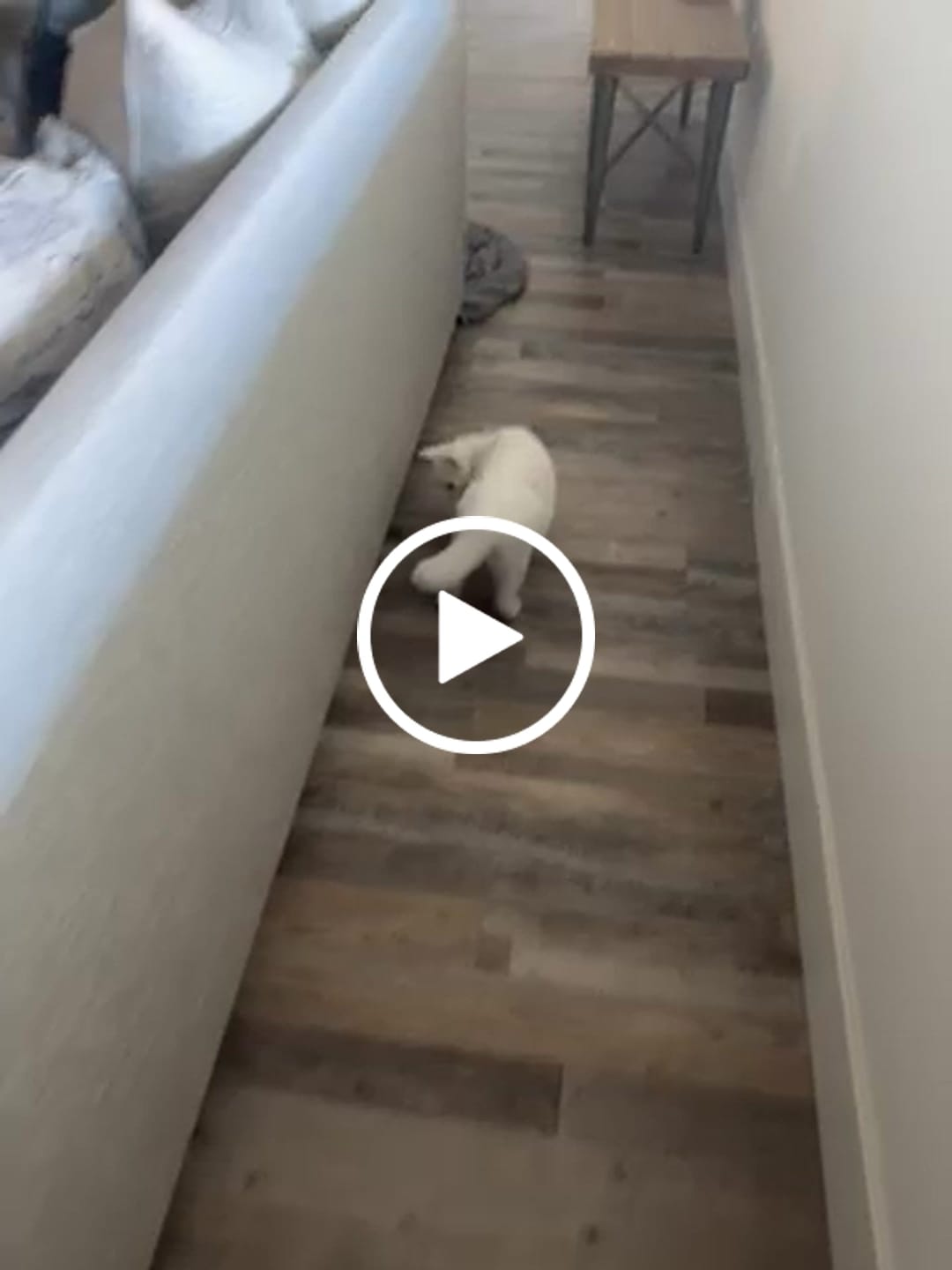 Customer video review of SPEEDY TAIL 2.0