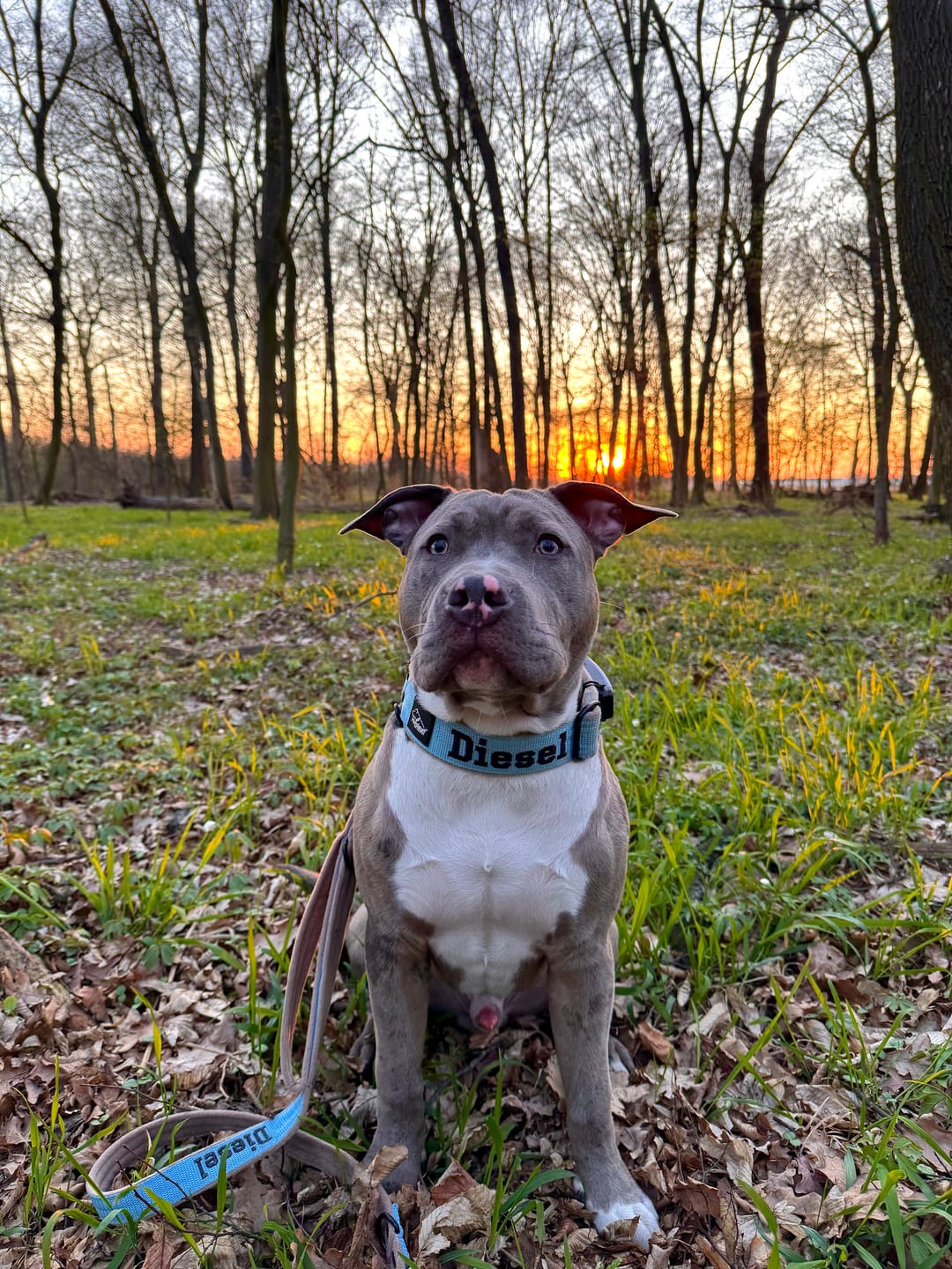 Customer photo review of Smycz przepinana dla psa z imieniem - Personal Multi Leash