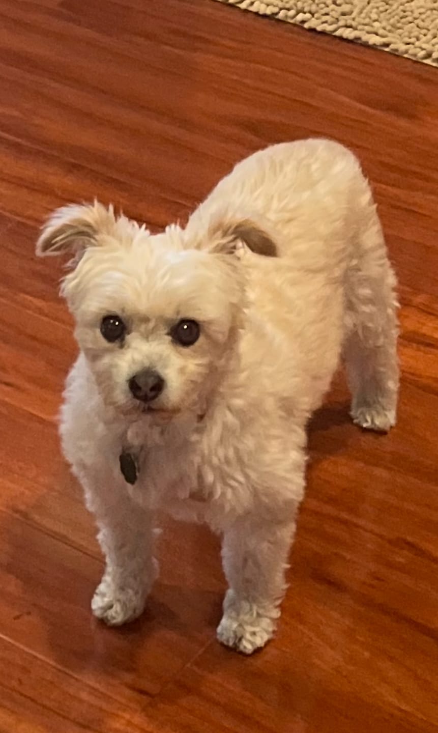 Customer photo review of Pet CBD Oil 600mg - Available in Multiple Flavors