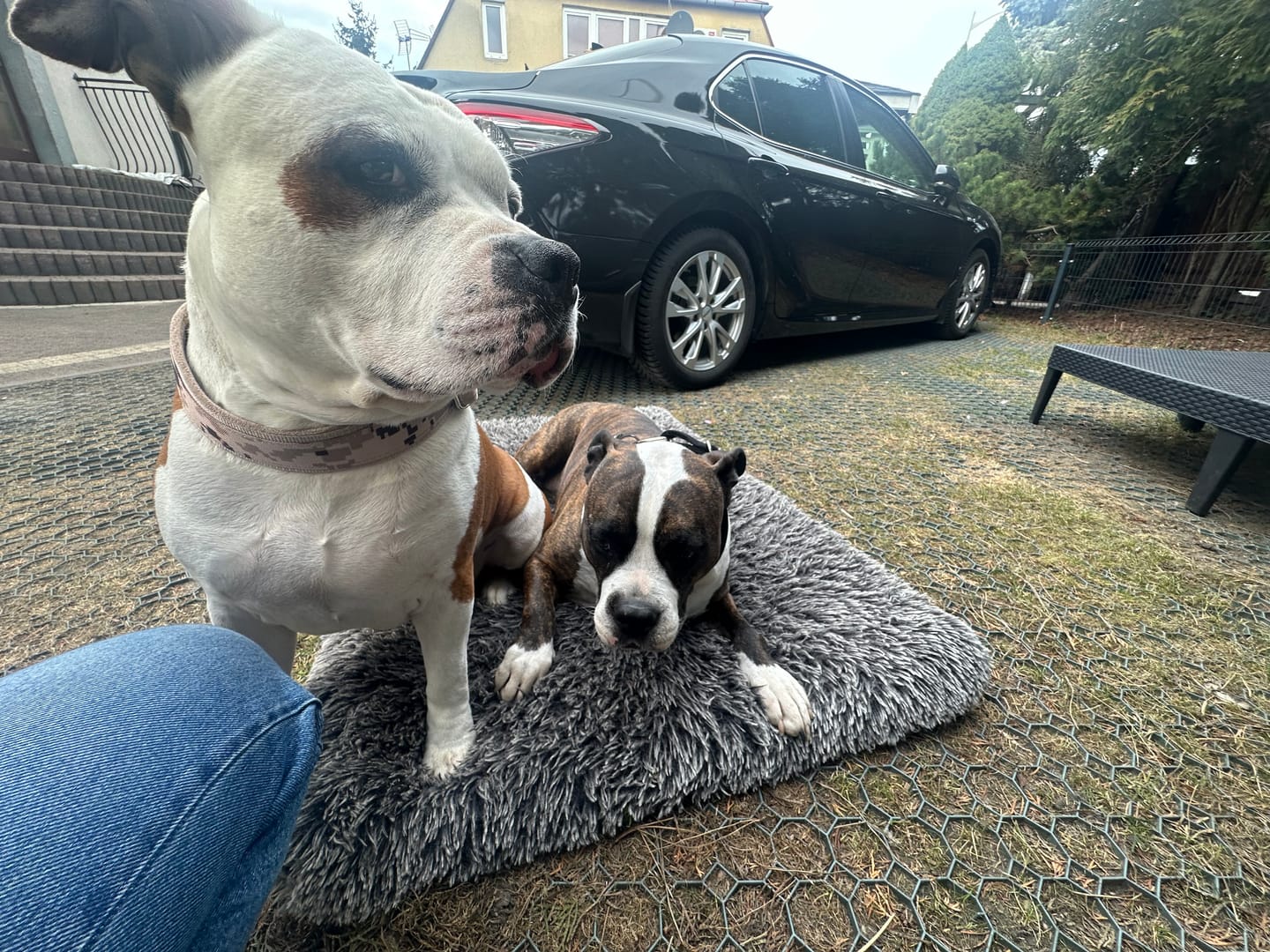 Customer photo review of Szeroka obroża półzaciskowa - Martingale Camo Beige