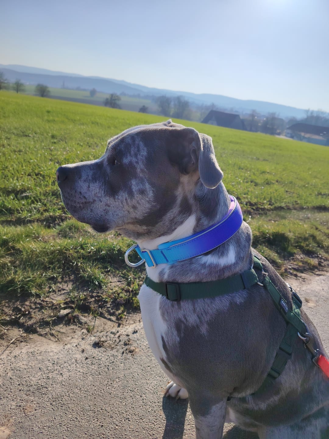 Customer photo review of Cushioned Martingale Collars