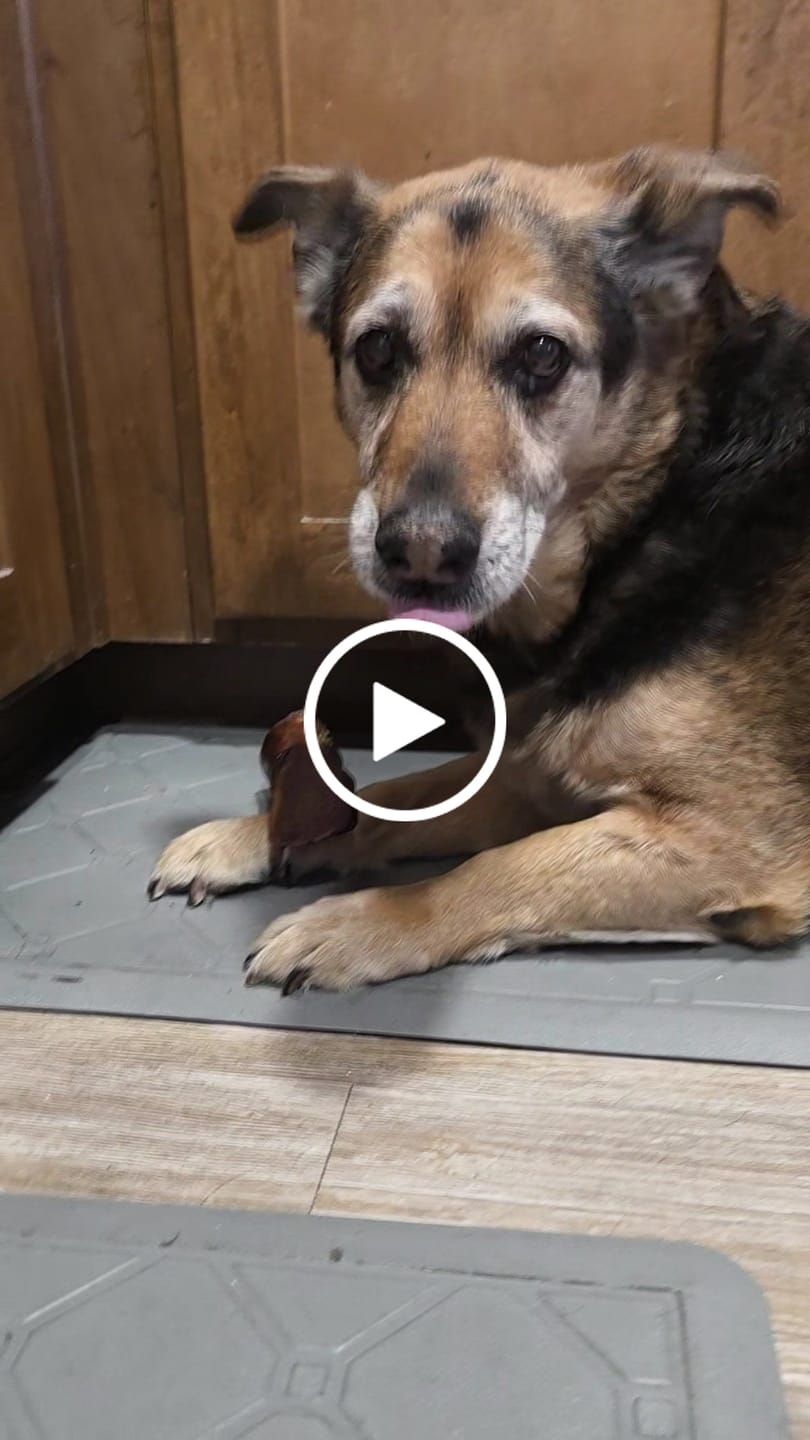 Customer video review of Large Dog Black Friday Bundle (Your 12oz Jerky+2 Large Bones+12" Hick. Bully)