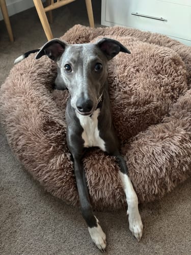 Customer photo review of Calming Donut Bed - Light Brown