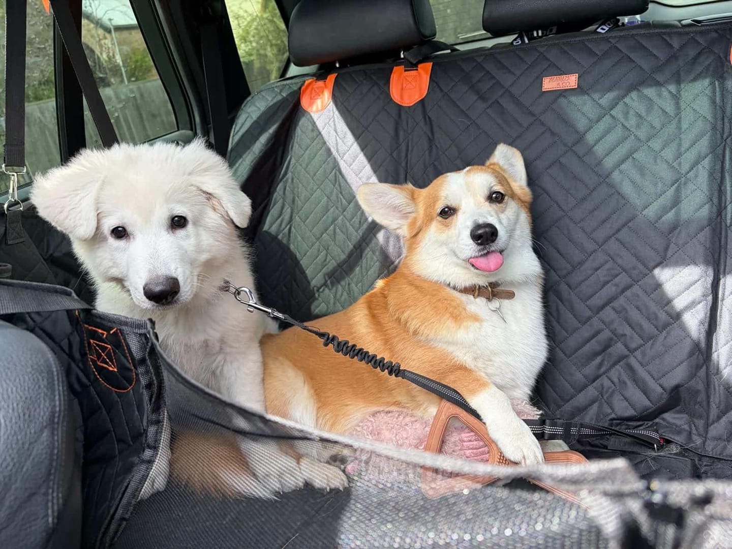 Customer photo review of Marlo&Co™ Dog Seat Cover