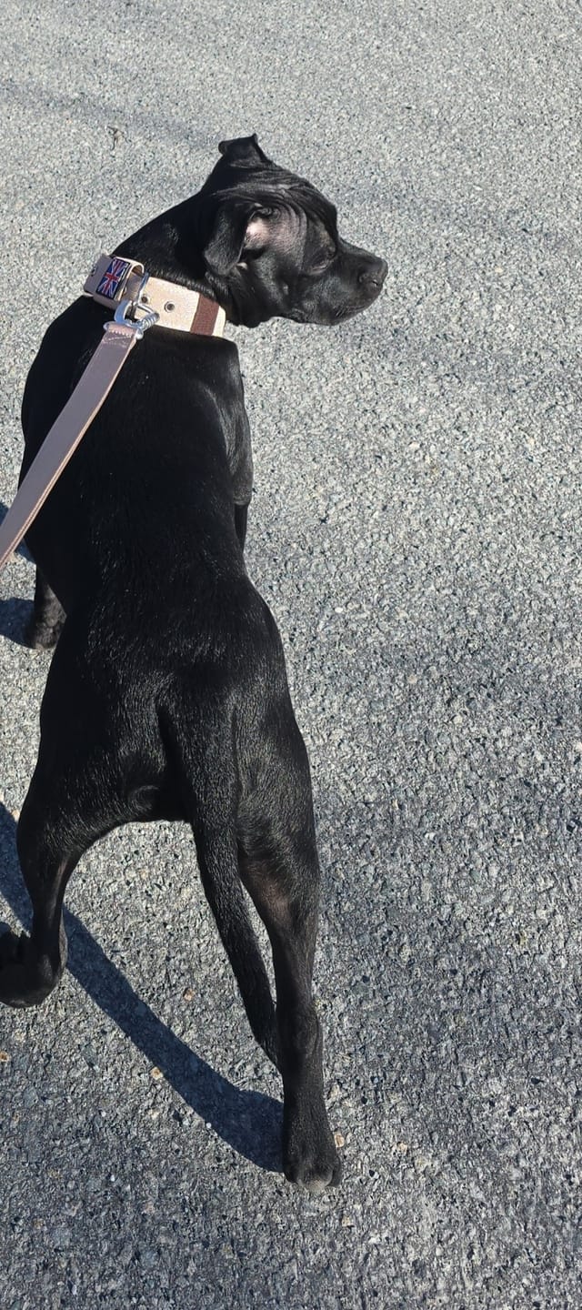 Customer photo review of Staffordshire Bull Terrier 1935® Nylon Collar - Tahvo's Milkshake Edition - Beige & Chocolate