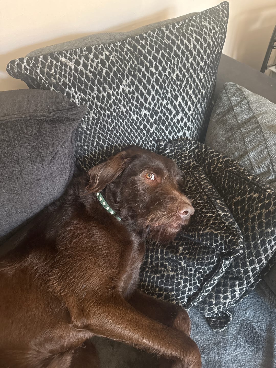 Customer photo review of Green Star Dog Collar