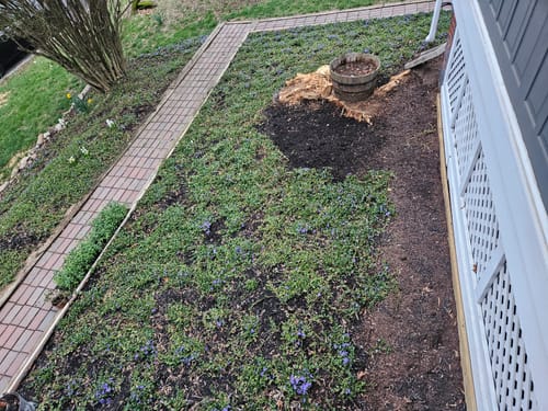 Customer photo review of Vinca Minor Bowles 50 Count Flat - Periwinkle Evergreen Groundcover Plants with Blue Flowers