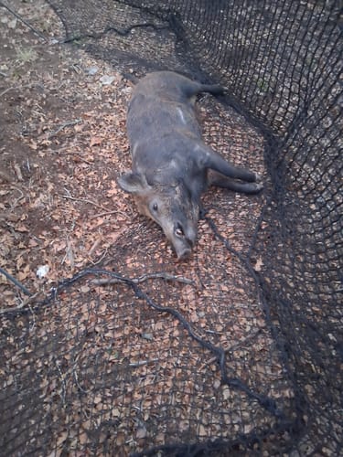 Customer photo review of Pig Brig Tree Set Hog Trap