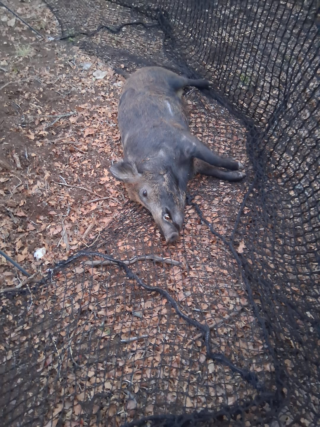 Customer photo review of Pig Brig Tree Set Hog Trap