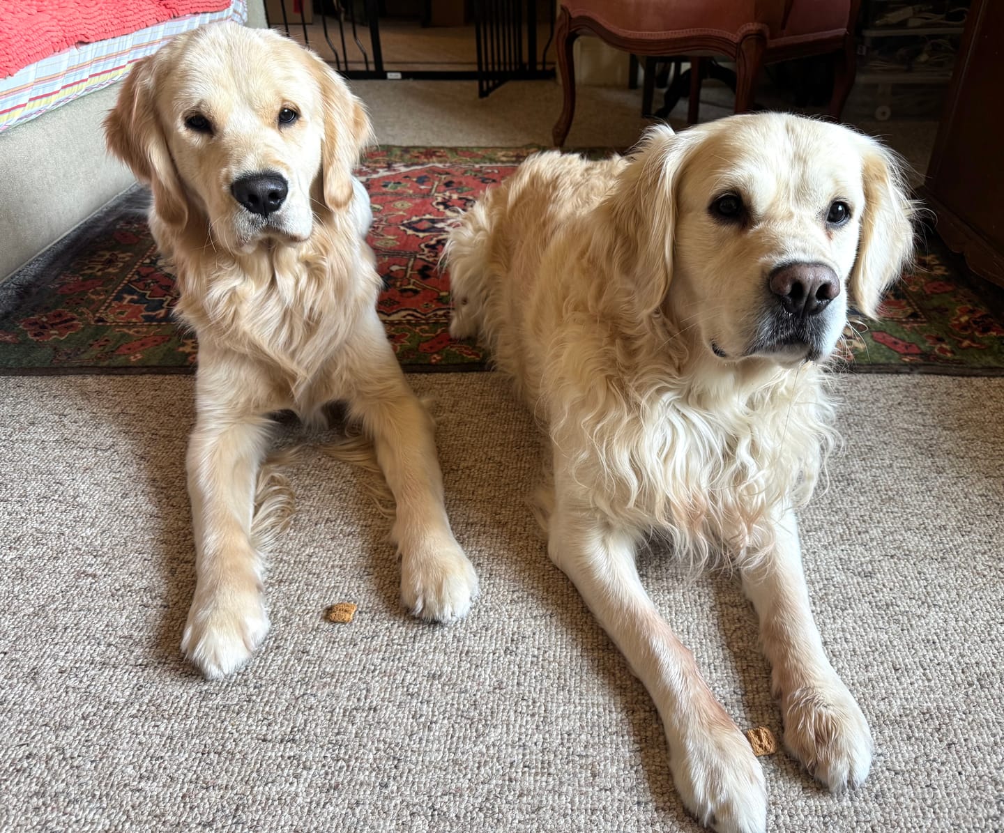 Customer photo review of VitalityDog Venngo 6-pack