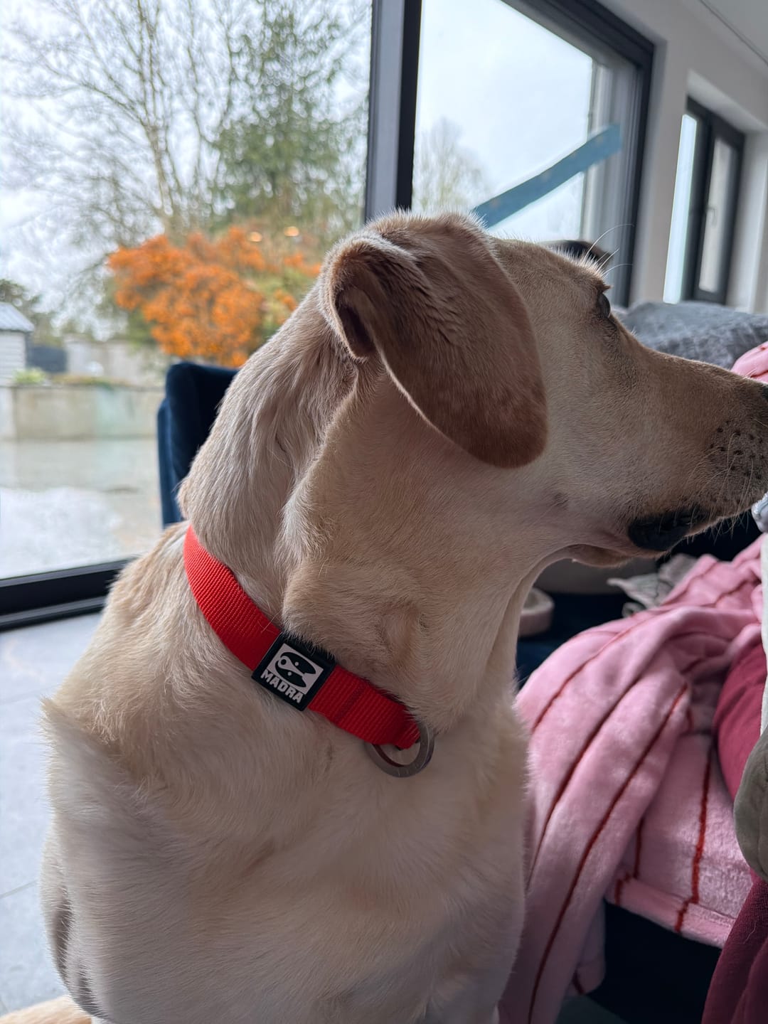 Customer photo review of City collar