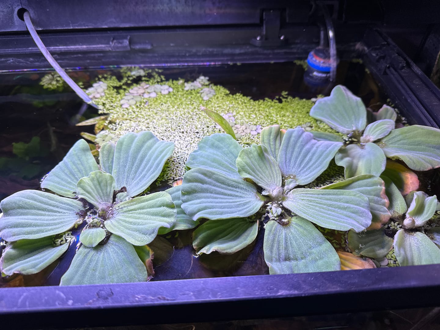 Customer photo review of PISTIA STRATIOTES (Lattuga d'acqua)