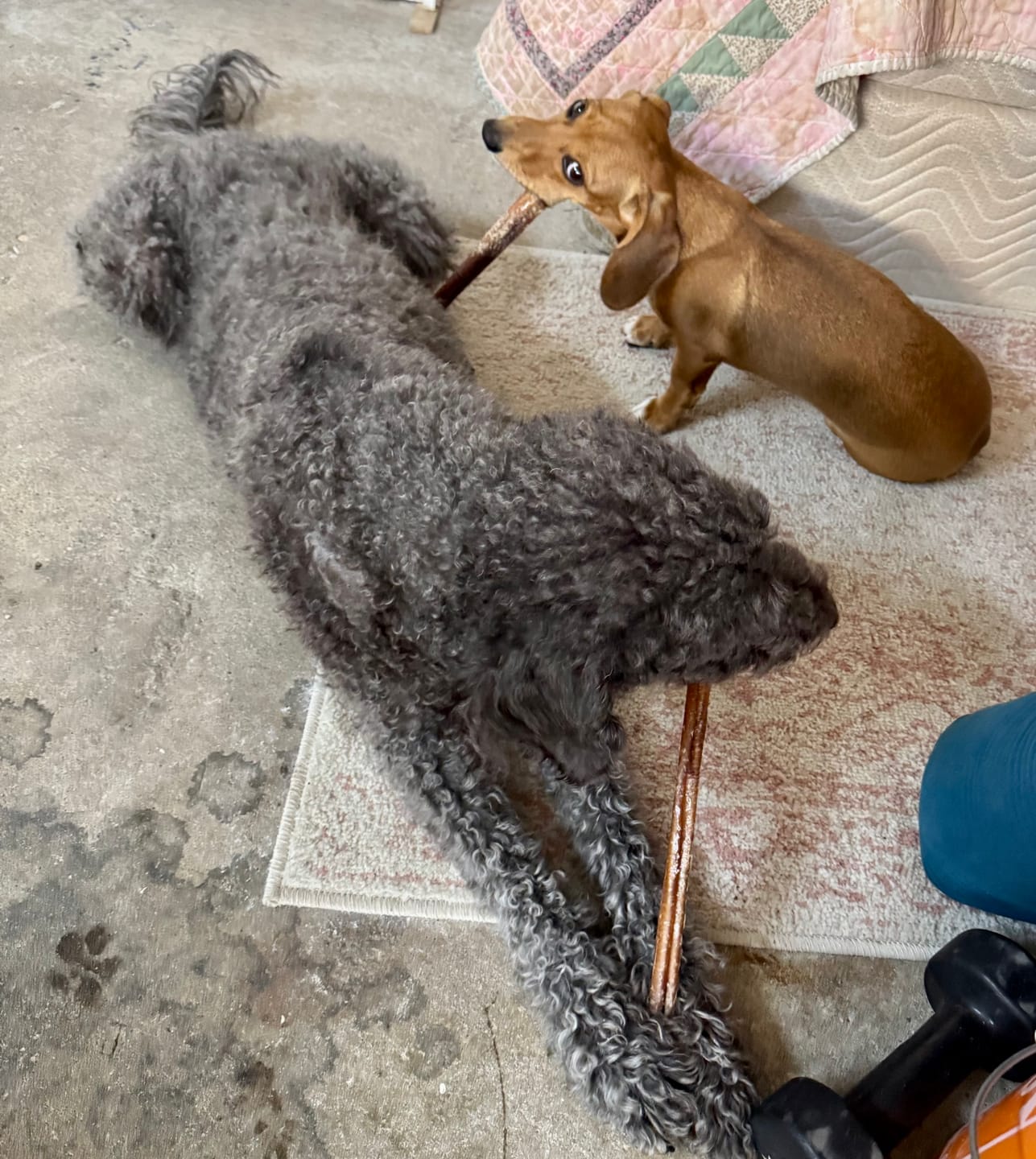 Customer photo review of 12 Inch Thick Bully Stick
